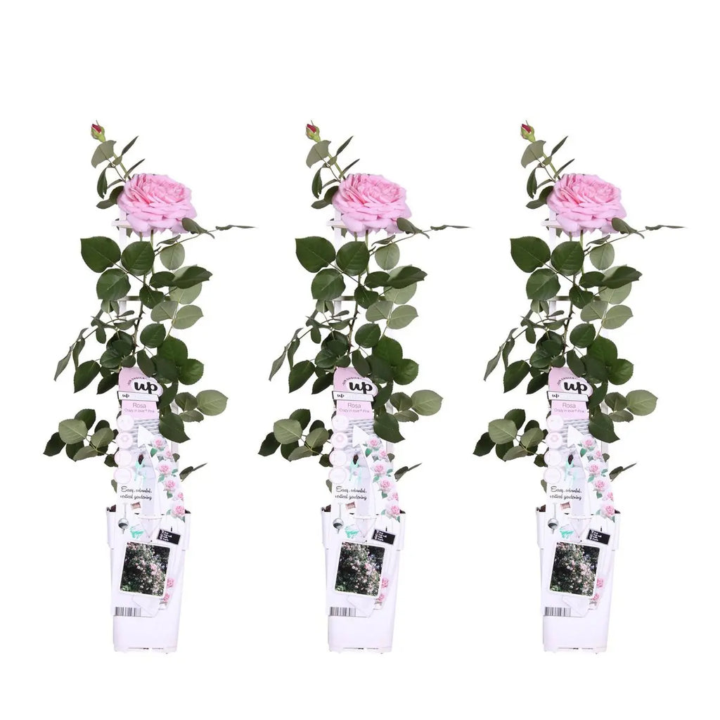 3x - Rosa Crazy in Love 'Pink' - ↨65cm - Ø15 MEERgroothandel Planten