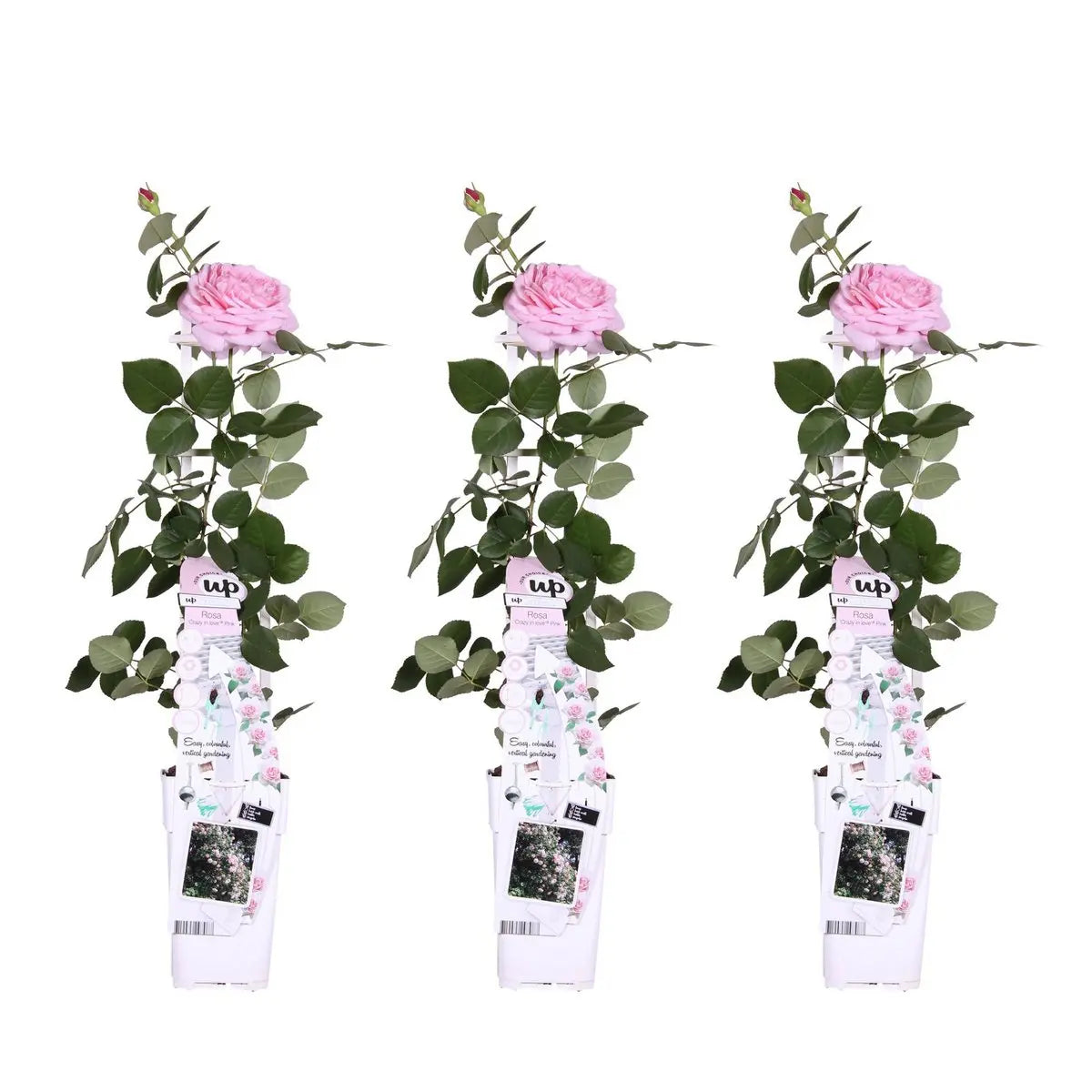 3x - Rosa Crazy in Love 'Pink' - ↨65cm - Ø15 MEERgroothandel Planten