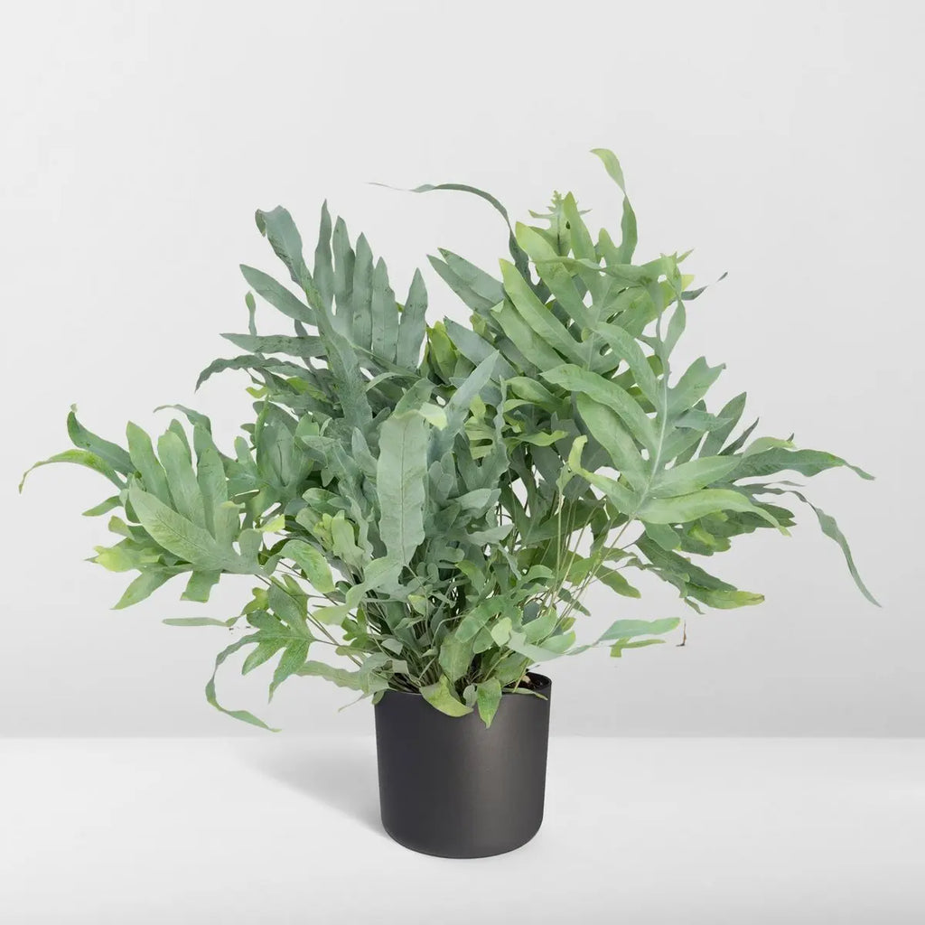 Phlebodium Aureum Blue Star - Zinkfarn - Ø17cm - ↕50cm MEERgroothandel Planten