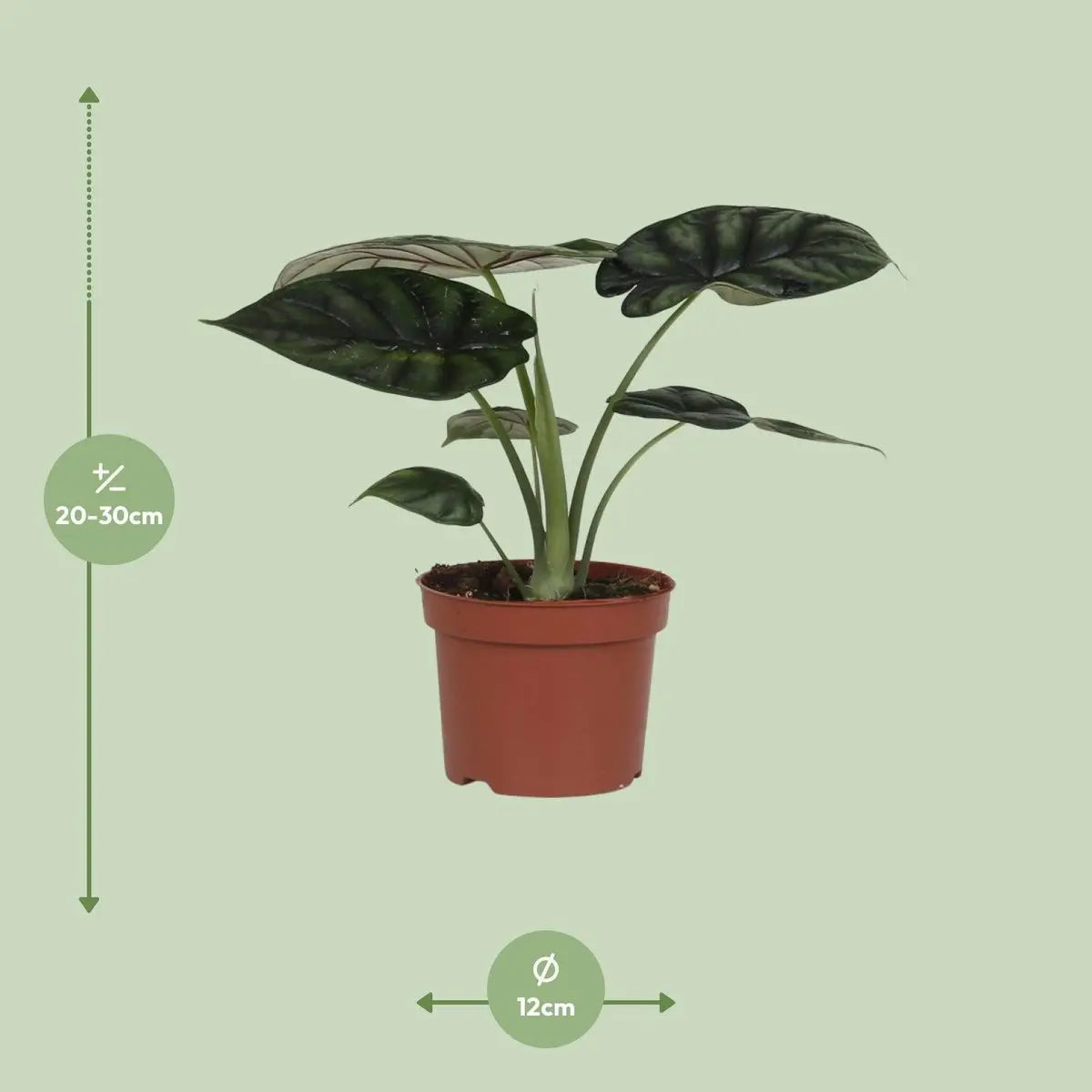 Alocasia Dragon Scale Elefantenohr  - Ø17cm - ↕35cm - Pille Gartenwelt