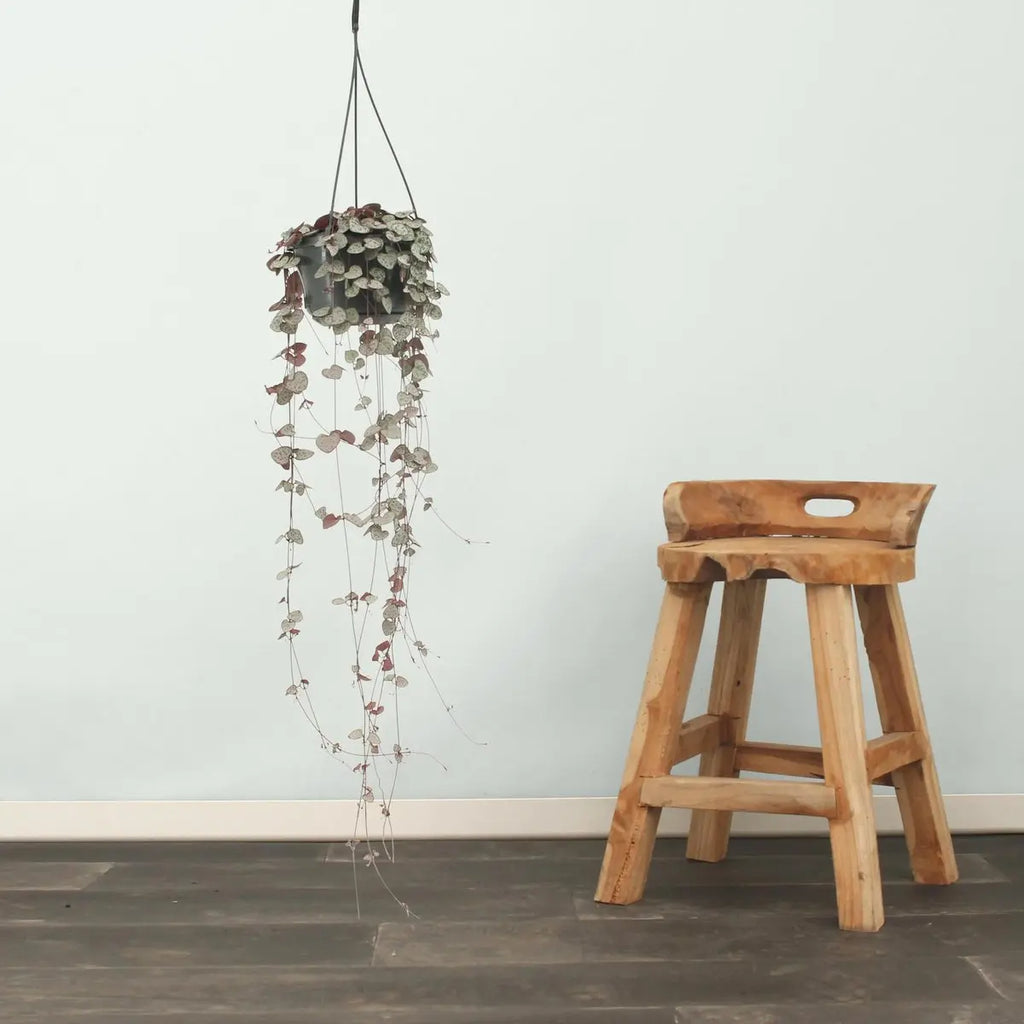 Ceropegia Woodii - Ø14cm - ↕50cm MEERgroothandel Planten