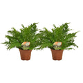Blechnum Silber Lady - 2 Stück - Ø17cm - ↕50cm MEERgroothandel Planten
