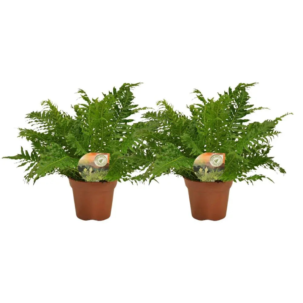 Blechnum Silber Lady - 2 Stück - Ø17cm - ↕50cm MEERgroothandel Planten