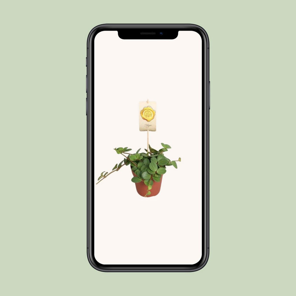 Peperomie Hope Zwergenpfeffer - Ø12CM - ↕15cm