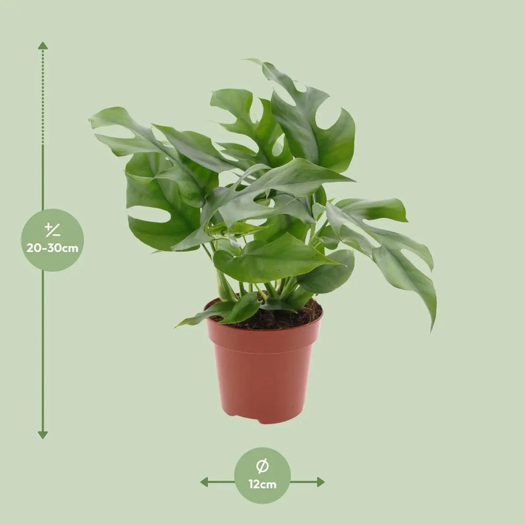 Minima Monstera – Kompakte Zimmerpflanze, ca. 25 cm hoch, Topf-Ø 13 cm - Pille Gartenwelt