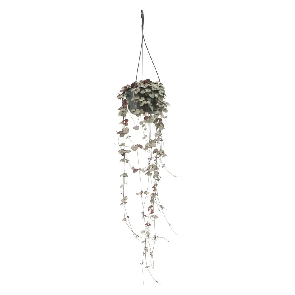 Ceropegia Woodii - Ø14cm - ↕50cm MEERgroothandel Planten