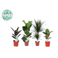 „Zimmerpflanzen Green Mix Lopez – 4er-Set im Ø17 cm Top