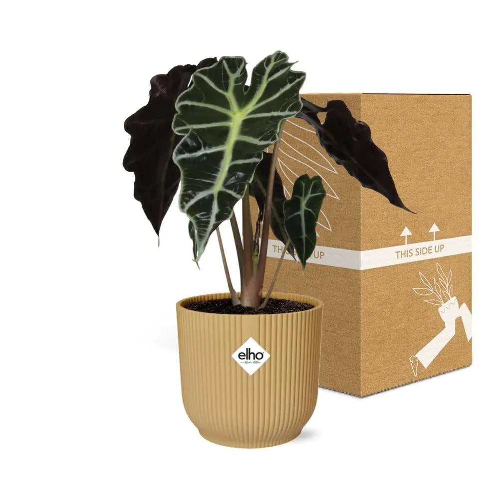 Alocasie „Polly“ in Elho -Vibes Falten Sie 14 cm Geel MEERgroothandel Planten