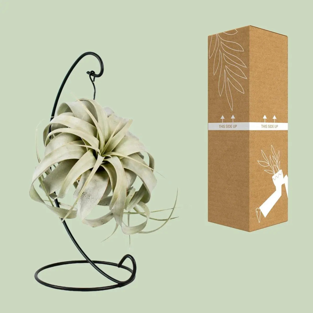 Tillandsia King Xero - Ø12cm - ↕23cm