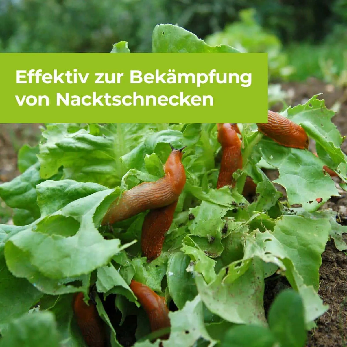 Protect MaXX Schneckenkorn FE 500 g für ca 130 m²