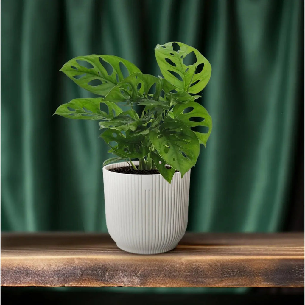 Monstera Monkey Leaf (Fensterblatt) - Ø12CM - ↕30 cm - Pille Gartenwelt