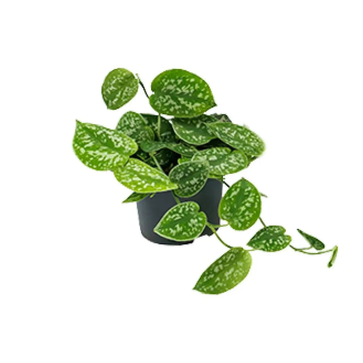 Scindapsus pictus ‘Argyraeus’ Ø12 cm, ↕15 cm