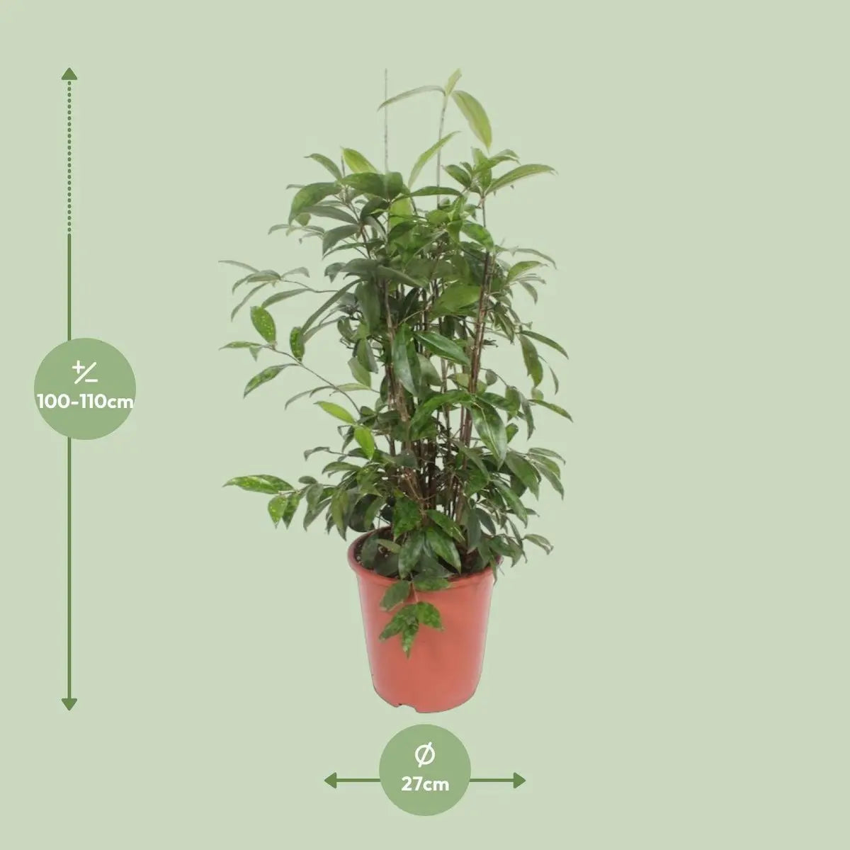 Dracaena surculosa - Ø27cm - ↕110 cm MEERgroothandel Planten