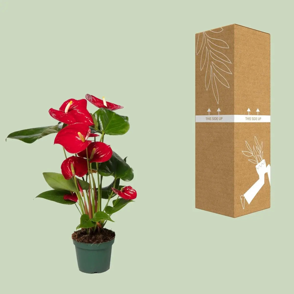 Flamingoblume Anthurium andreanum ‘Nevada’ - Ø12cm - ↕40 cm