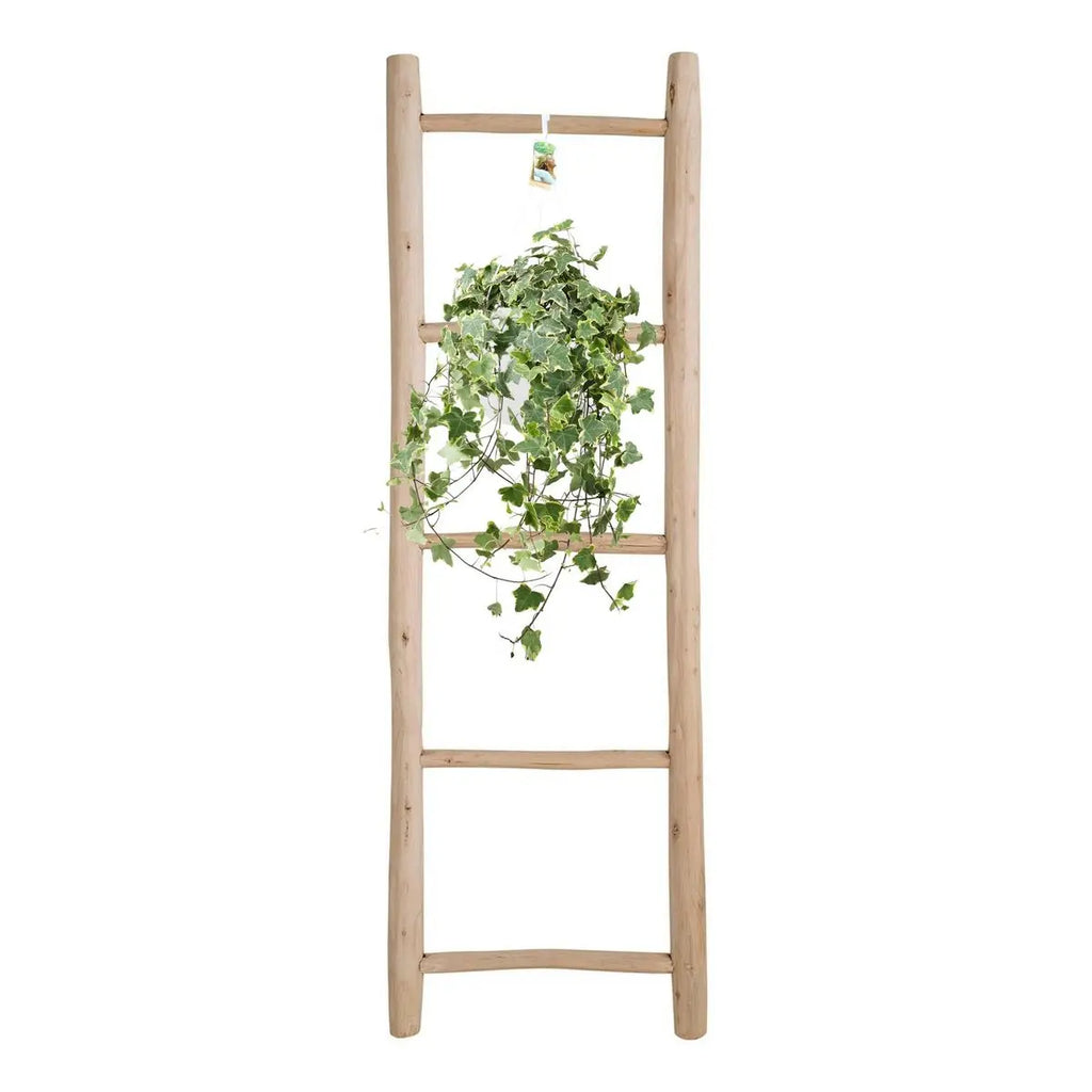 Hedera Helix Gold Child - Hang/xxl - Ø24cm - 50-60↕cm