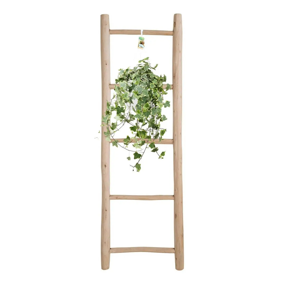 Hedera Helix Gold Child - Hang/xxl - Ø24cm - 50-60↕cm