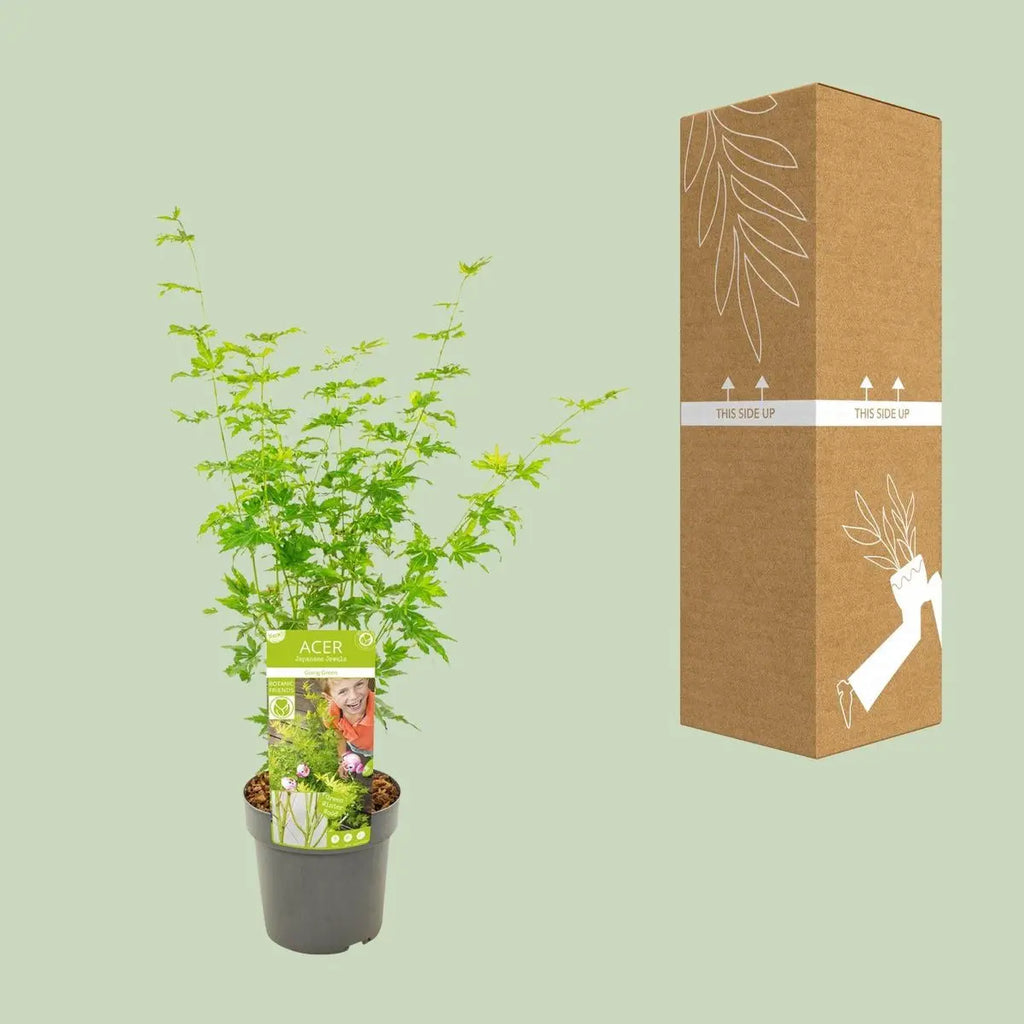 Acer palmatum grün - Ø19cm - ↕50cm MEERgroothandel Planten