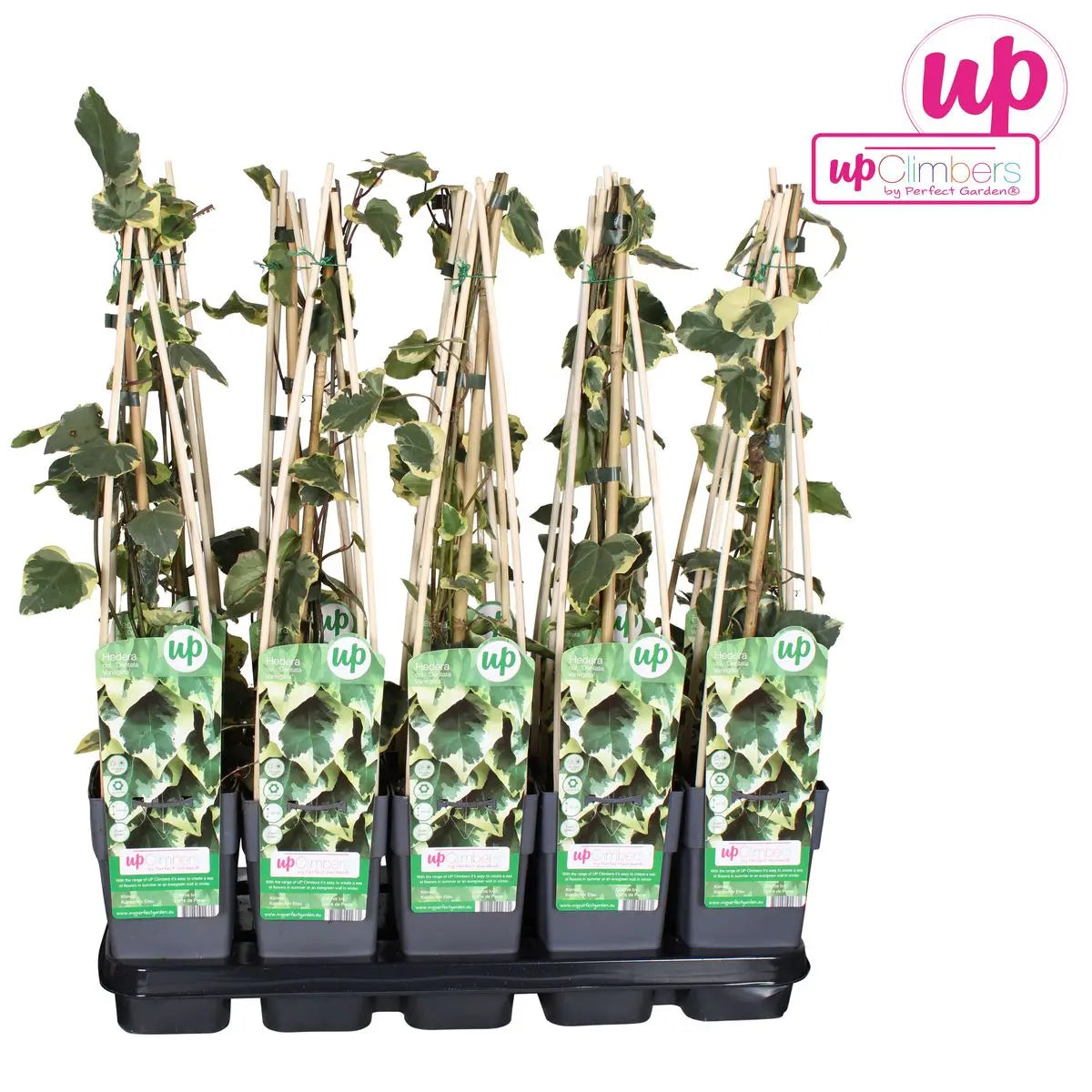 Hedera Colchica 'dentata variegata' - Ø15cm - ↕65 cm