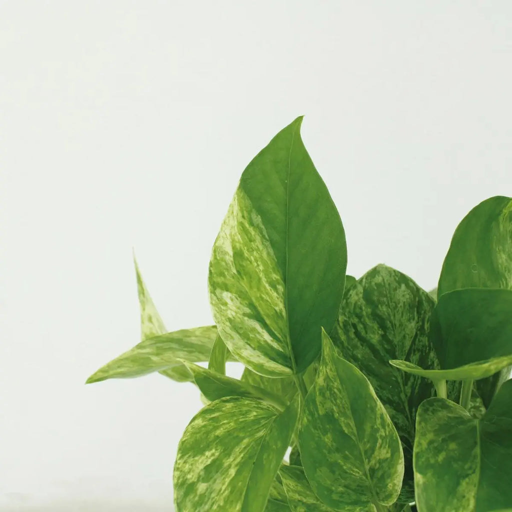 4 x panaschierte Efeutute | Epipremnum Marble Queen- ø12cm - ↕15cm - Pille Gartenwelt