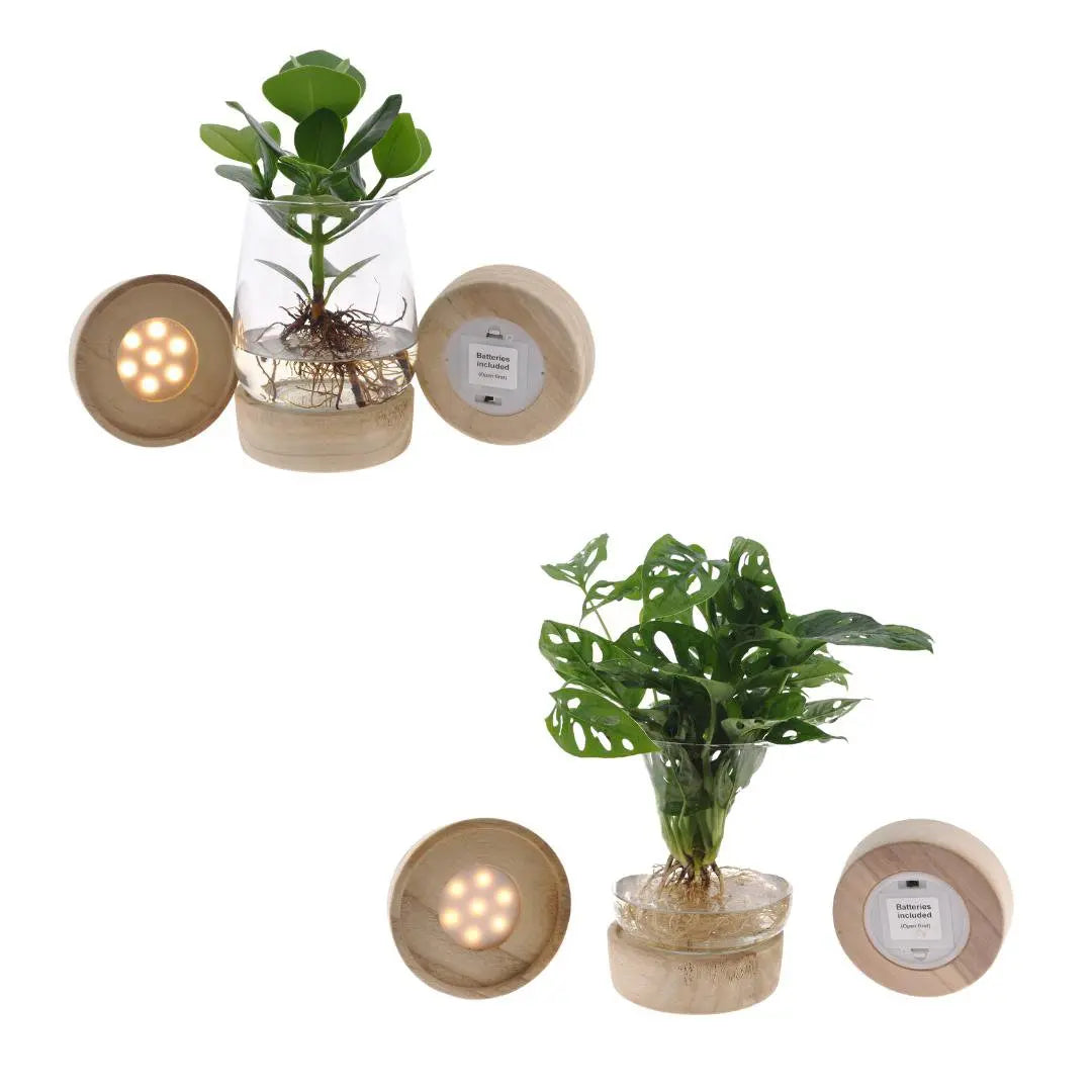 Kingston Glas + LED Duo Monstera/Clusia - 2 Stück - Ø12cm - ↕30cm MEERgroothandel Planten