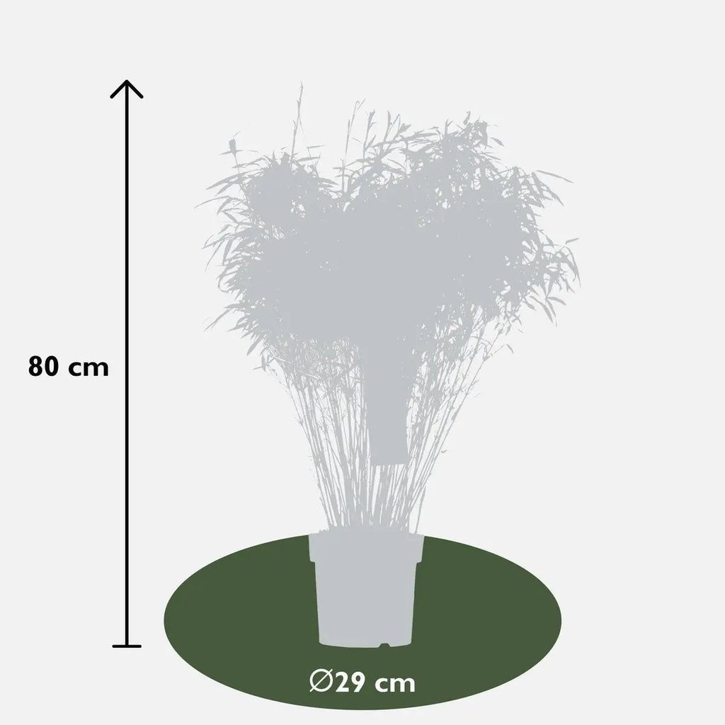 Fargesia rufa - ↕80cm - Ø29 | immergrüner Bambus | ideal für vertikale Gärten - Pille Gartenwelt