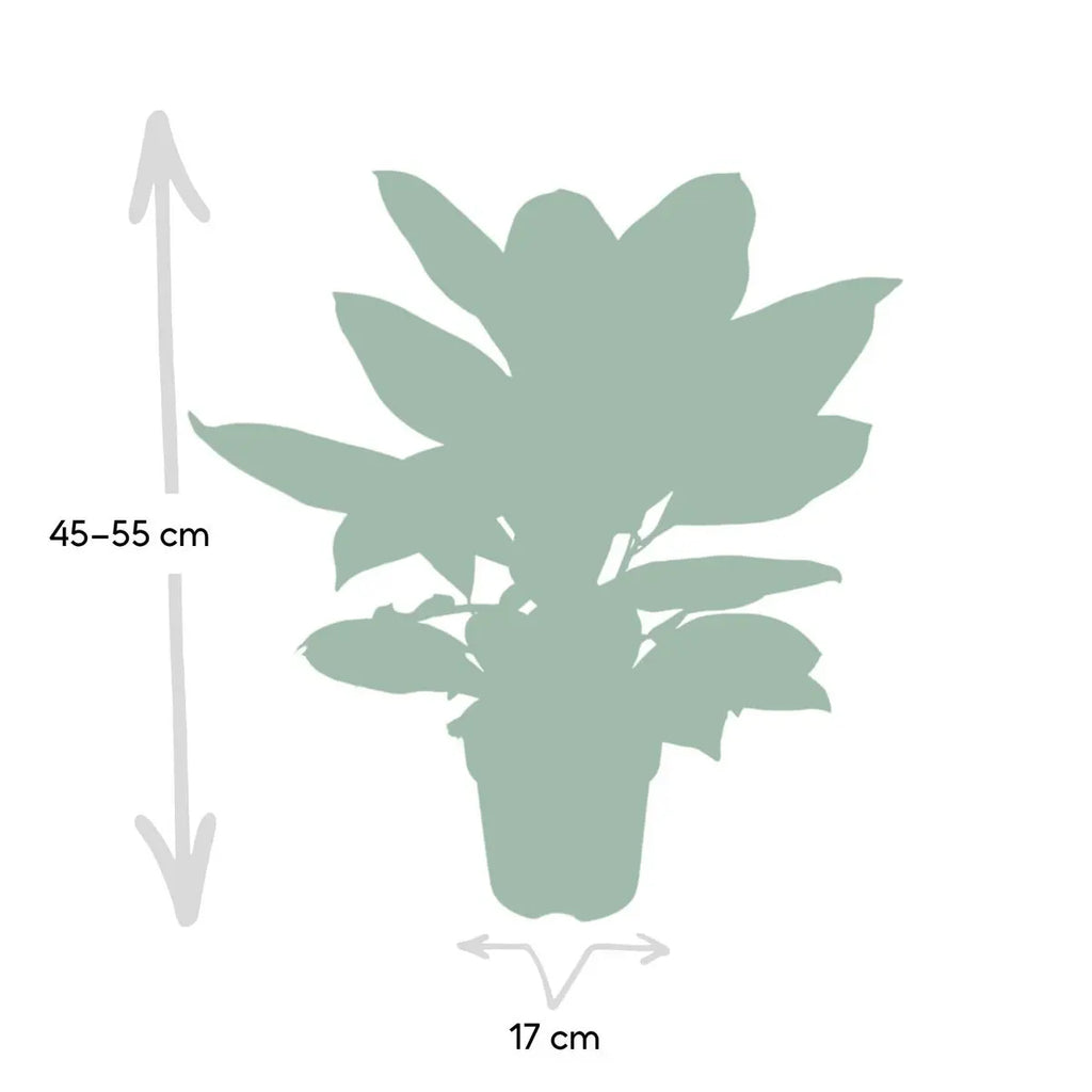 Codiaeum Petra - Ø17cm - ↕45cm MEERgroothandel Planten