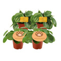 2x Peperomia Argyreia + 2x Pilea Peperomioides - 4 Stück - Ø12cm - ↕20cm MEERgroothandel Planten