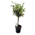 Olea europaea Olivenbaum - Ø15 cm - ↕60 cm