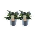 Peperomie Red Rand fühlen sich grün - 2 Stuks - Ø14cm - ↕30cm MEERgroothandel Planten