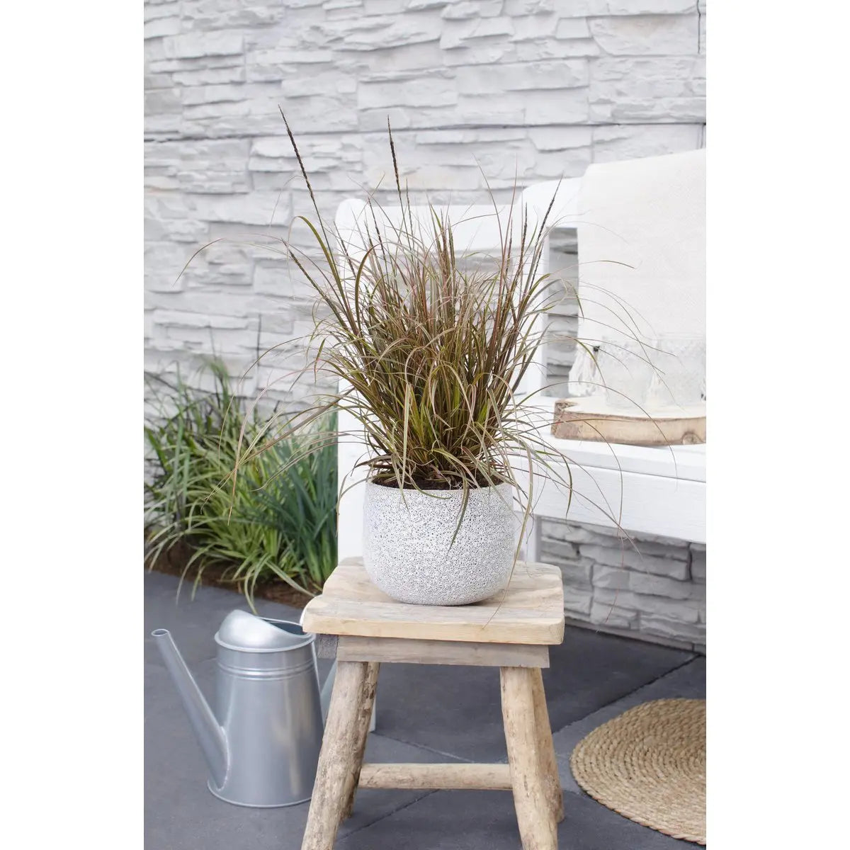 Uncinia rubra ‘Everflame’ Ziergras Mahaghoni-Gras - Ø19cm - ↕30-40cm