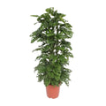 Monstera Monkey Leaf | [P24-H120] MEERgroothandel Planten