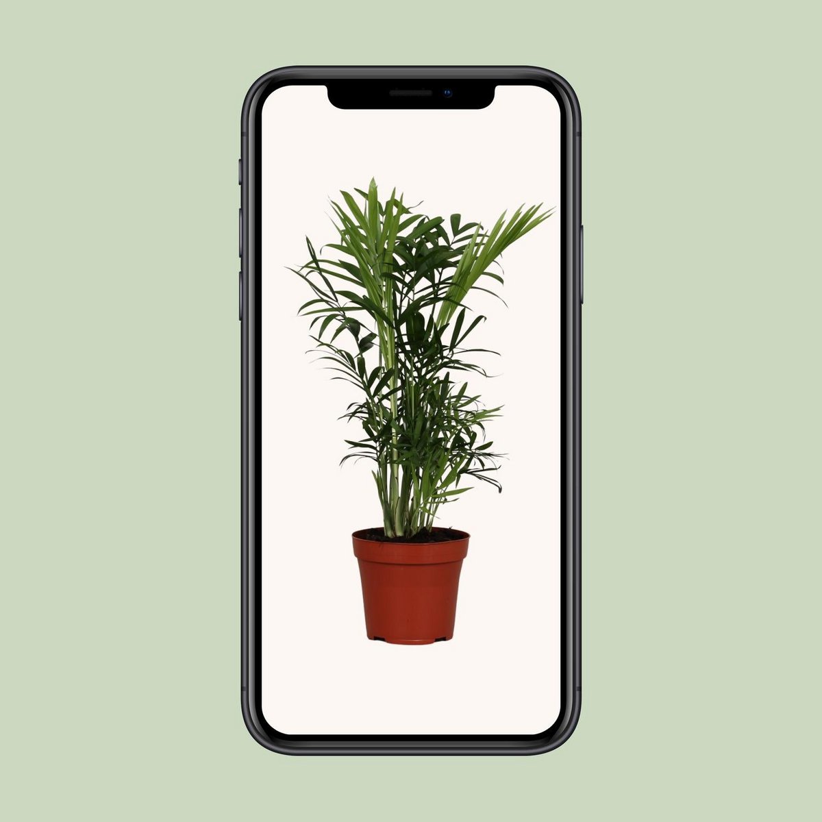 Chamaedorea elegans Ø12 cm – ca. 40 cm, Berg-Palme, pflegeleicht