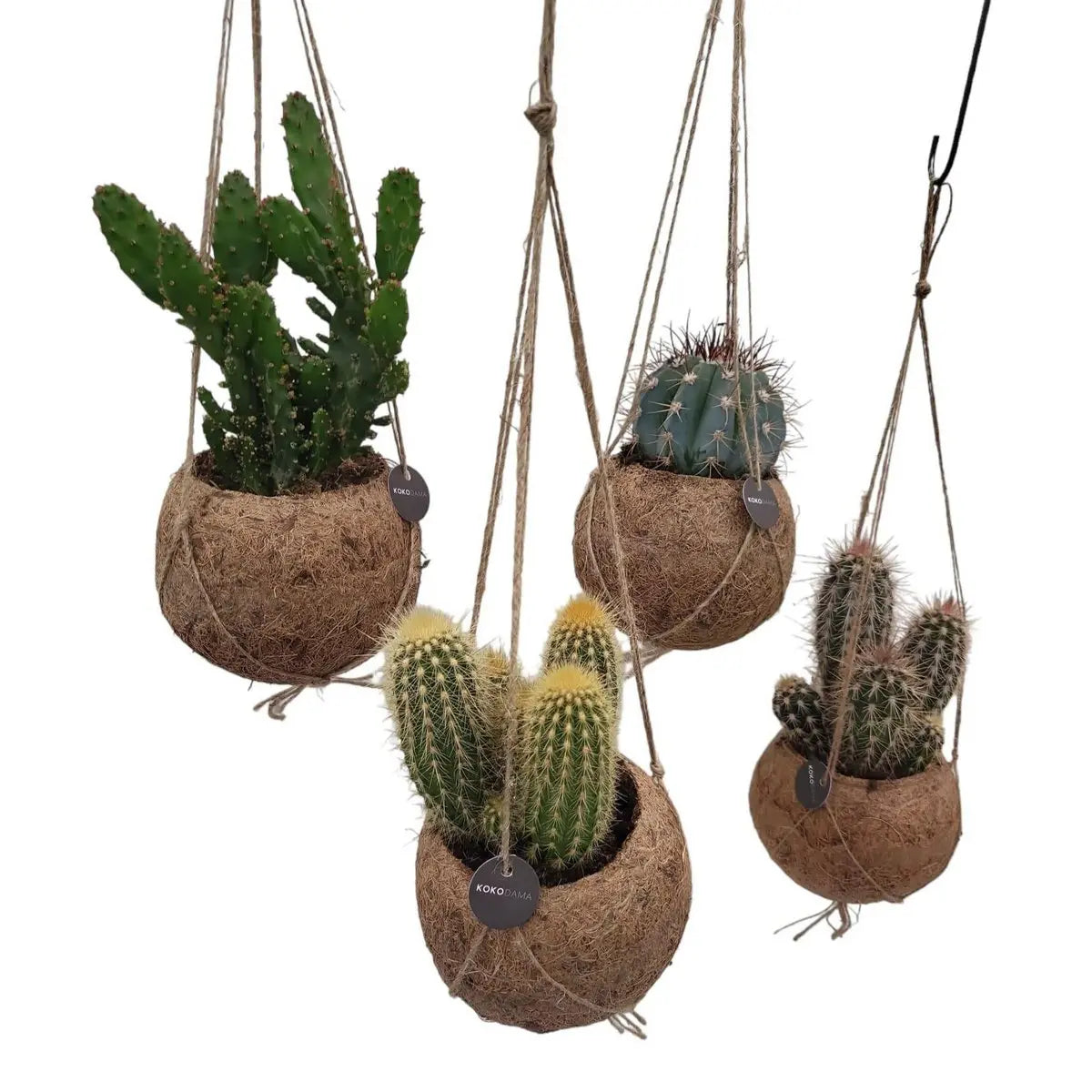 Kokodama-Kaktus-Mix – 4 Stück – Ø12 cm – ↕20 cm MEERgroothandel Planten