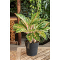 Aggalema Coco Mlont [P19-H60] MEERgroothandel Planten
