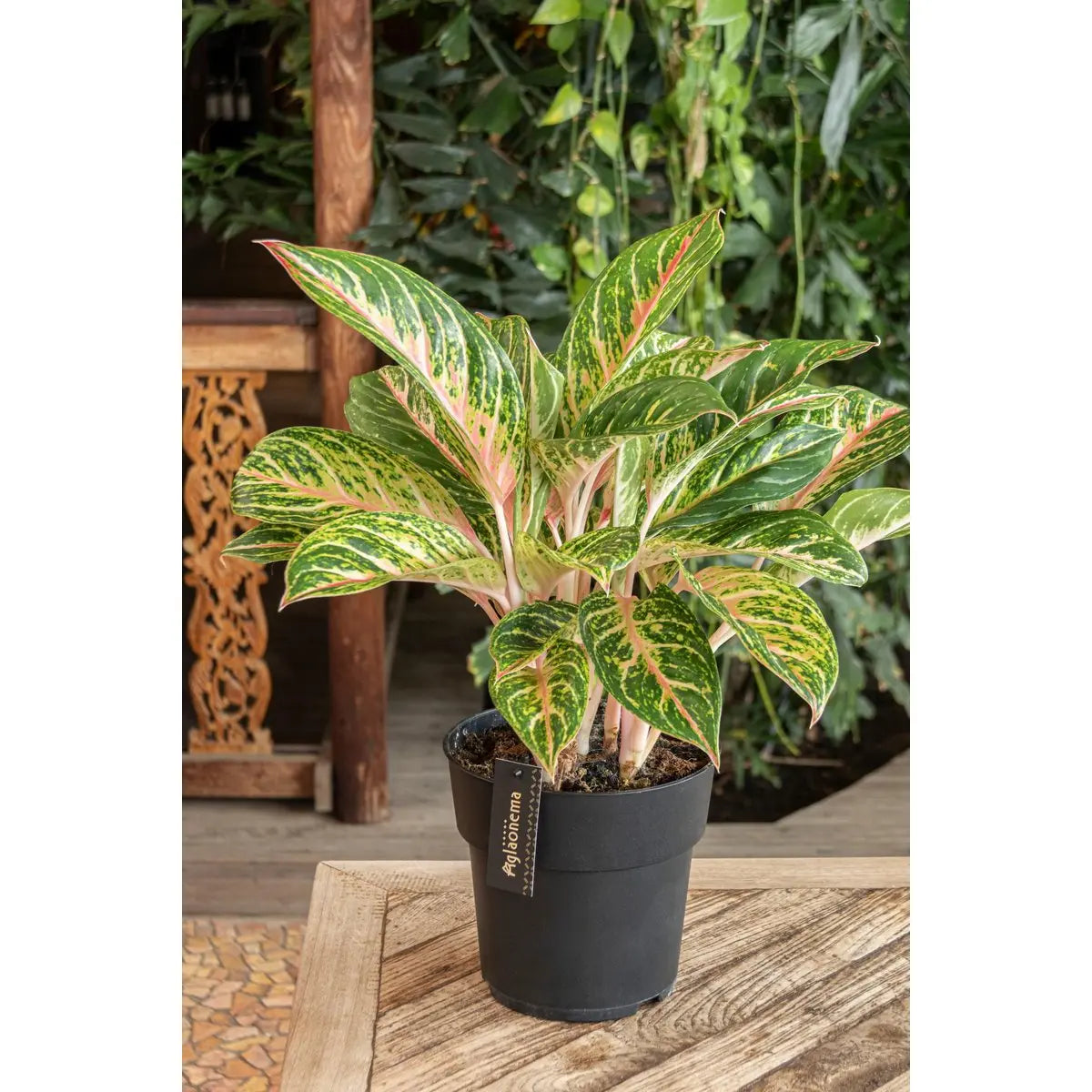 Aggalema Coco Mlont [P19-H60] MEERgroothandel Planten