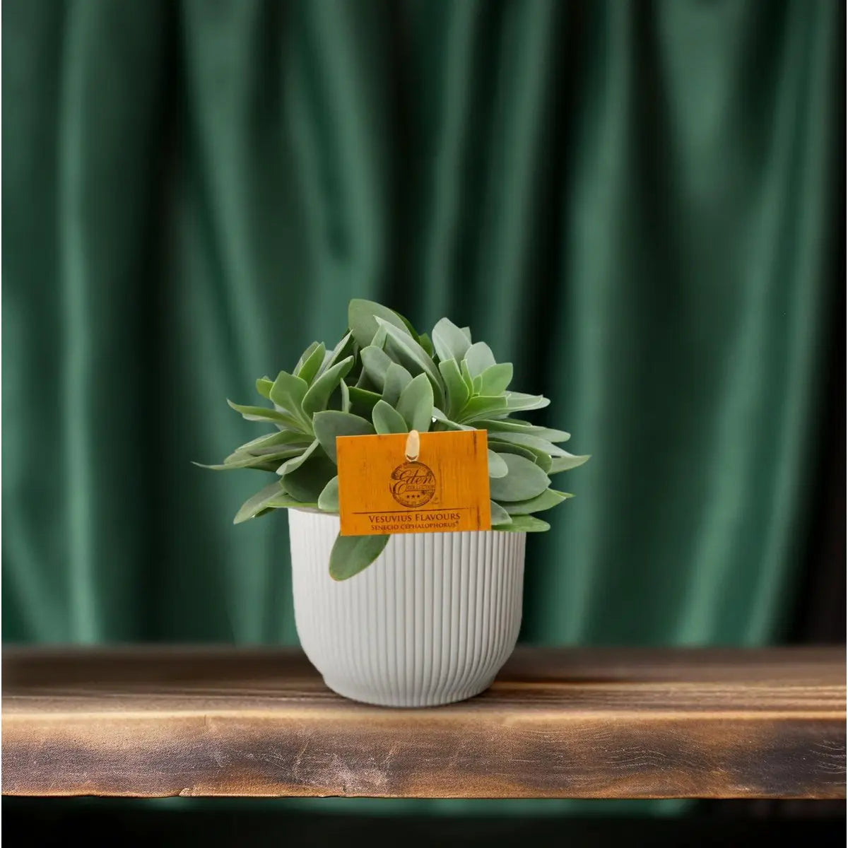 Senecio cephalophorus - Ø10,5 cm - ↕15 cm