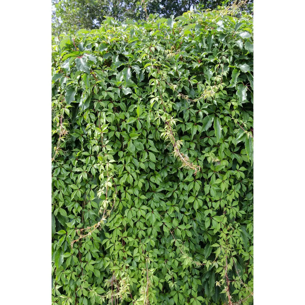 Wilder Wein Parthenocissus quinquefolia 'Engelmannii' – selbsthaftend, schnellwachsend, rote Herbstfärbung - Pille Gartenwelt