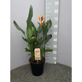 Strelitzia Queen P21 MET KUNSTBLOEM - Ø21CM - ↕75 cm MEERgroothandel Planten