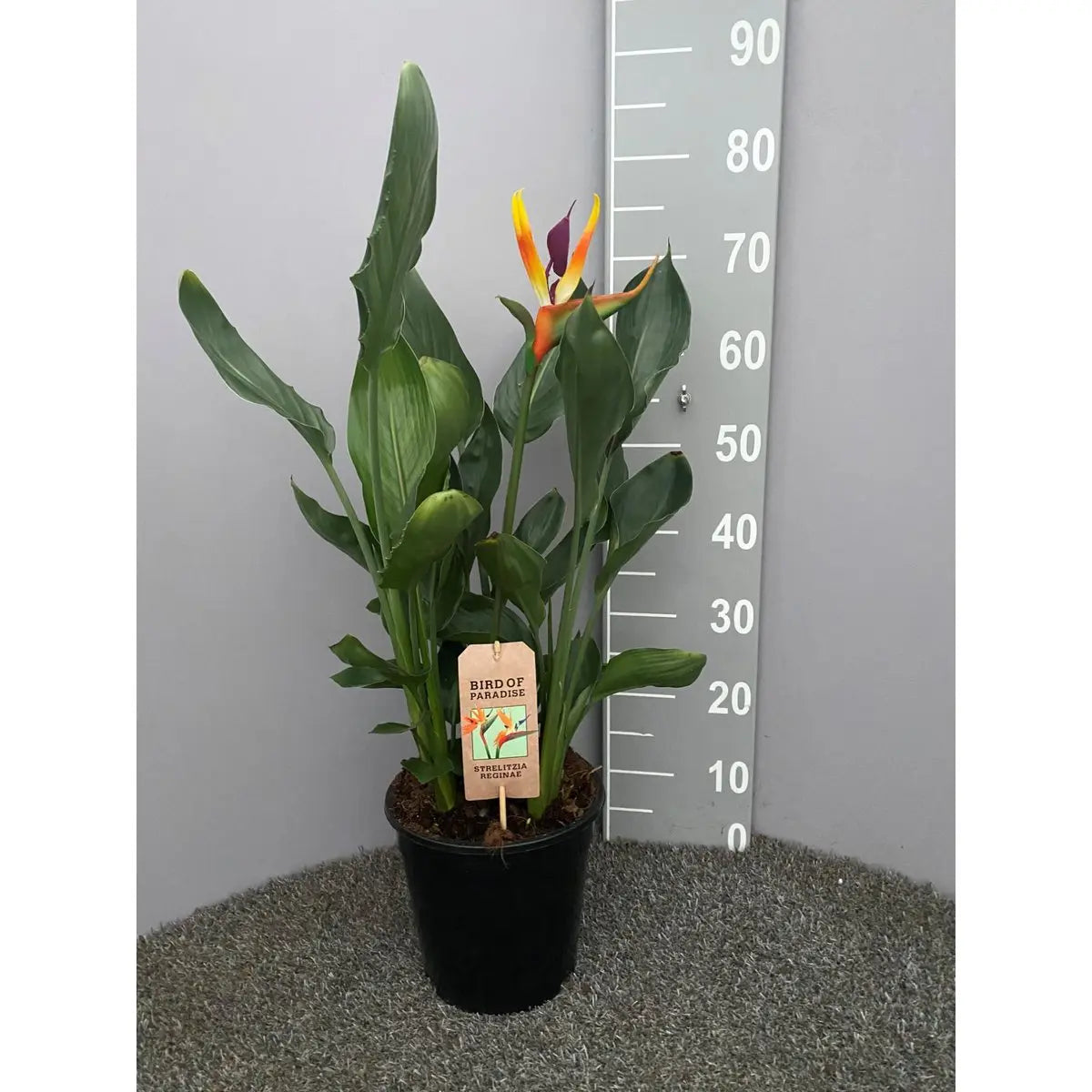 Strelitzia Queen P21 MET KUNSTBLOEM - Ø21CM - ↕75 cm MEERgroothandel Planten