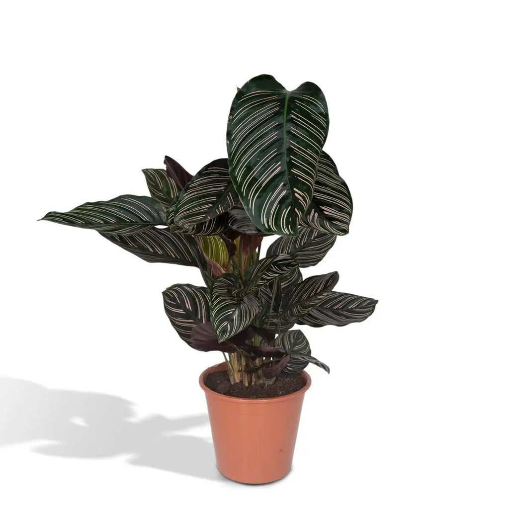 Calathea Ornata - Ø19cm - ↕75cm MEERgroothandel Planten