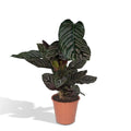 Calathea Ornata - Ø19cm - ↕75cm MEERgroothandel Planten