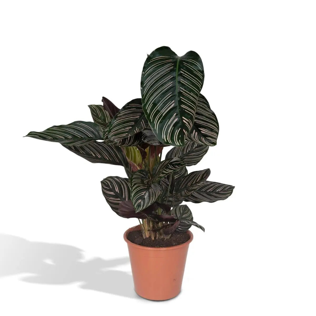 Calathea Ornata - Ø19cm - ↕75cm MEERgroothandel Planten