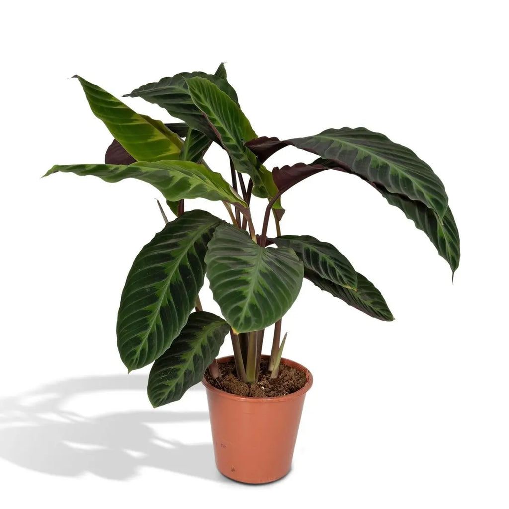 Calathea Warscewiczii - Pfauenpflanze - Ø19cm - ↕70cm MEERgroothandel Planten