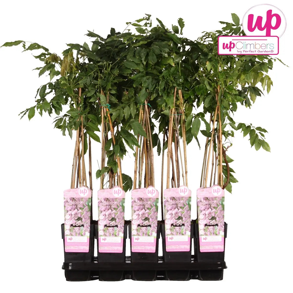 Wisteria Floribunda 'Rosea' - rosa Regen - Ø15cm - ↕65 cm MEERgroothandel Planten