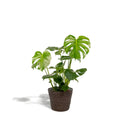 Monstera Deliciosa - ↨80cm - Ø21cm + Mand Igmar - Pille Gartenwelt