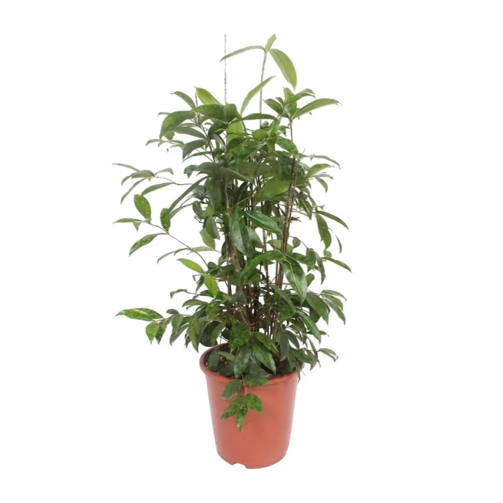 Dracaena surculosa - Ø27cm - ↕110 cm MEERgroothandel Planten