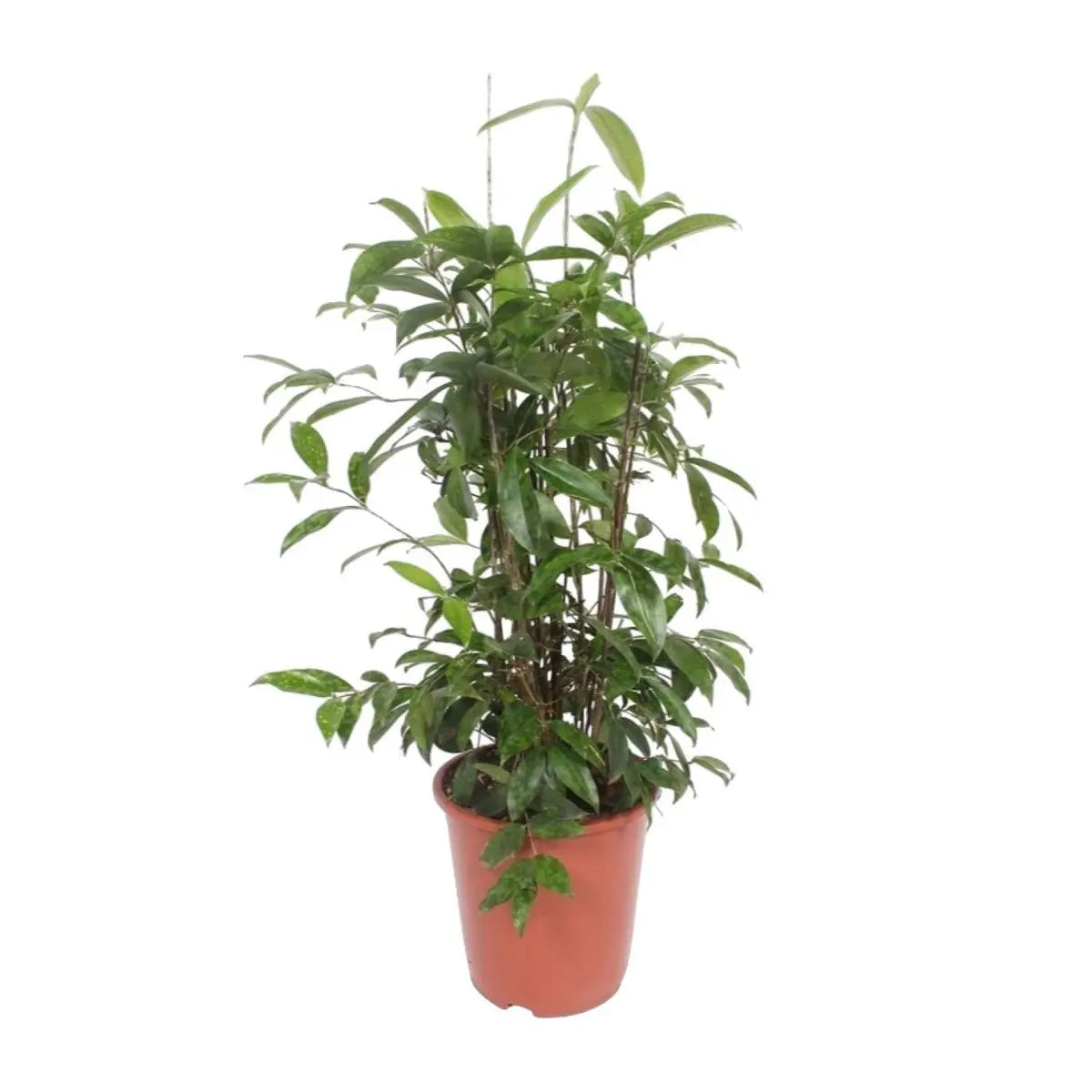 Dracaena surculosa - Ø27cm - ↕110 cm MEERgroothandel Planten