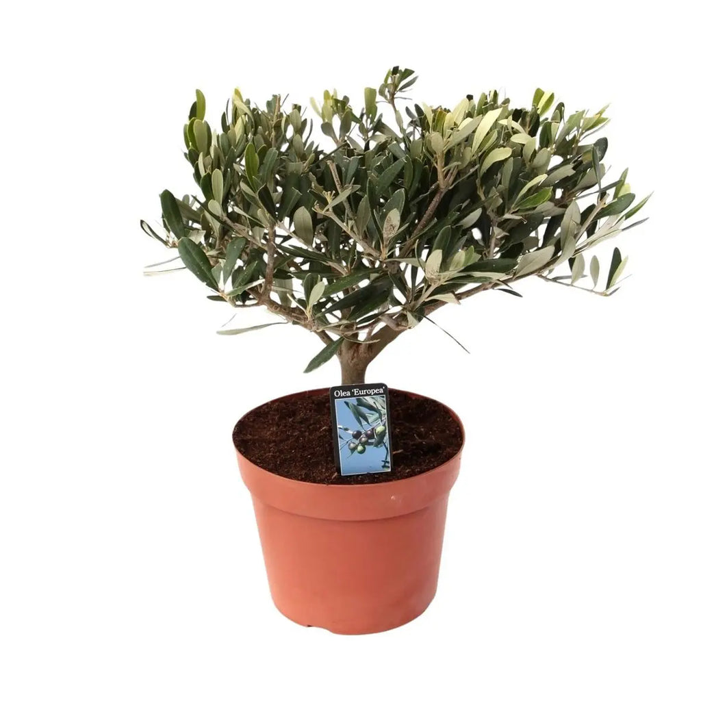 Olea Olive Op Stam | [P15-H35]