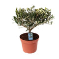 Olea Olive Op Stam | [P15-H35]