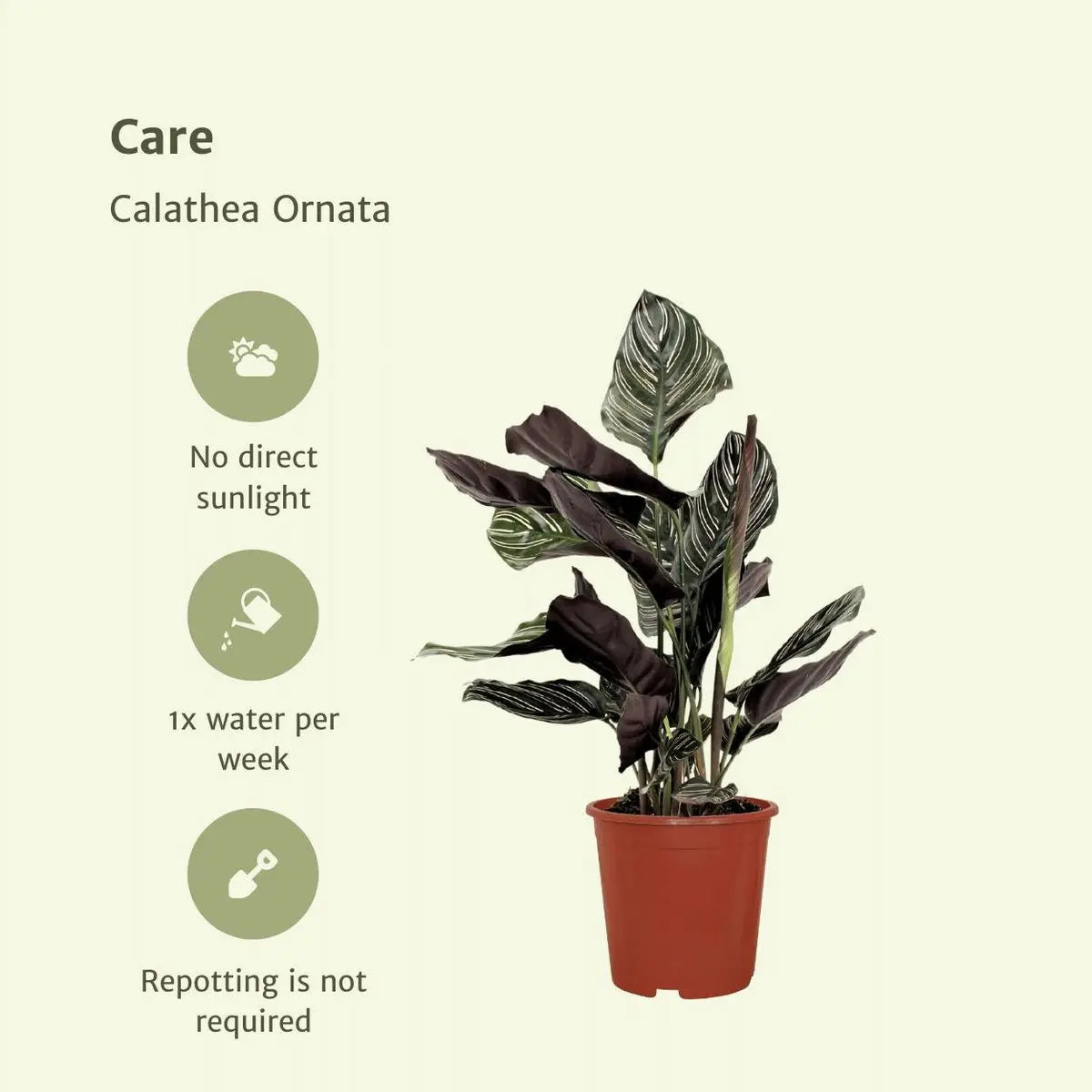 2x Calathea ornatata - Pauwenplant - 50 cm - Ø14 MEERgroothandel Planten